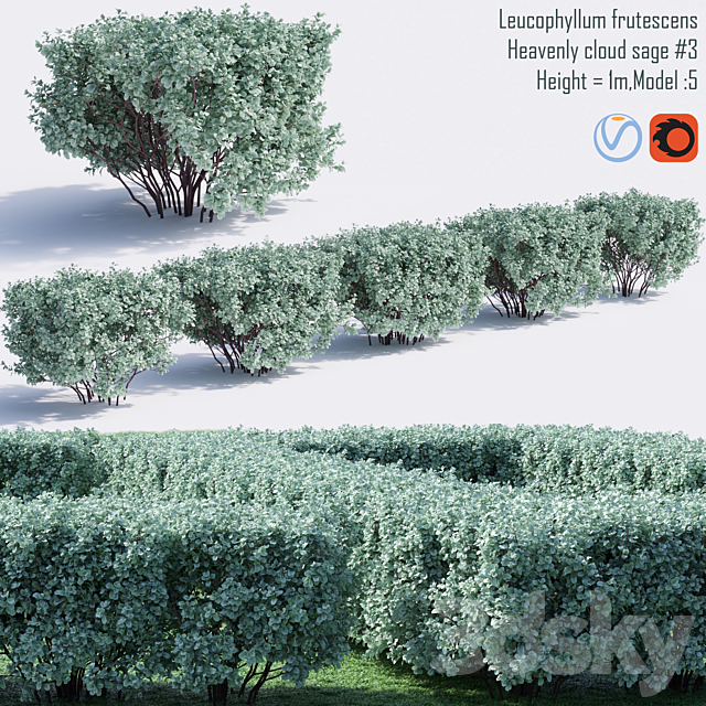 Heavenly cloud sage | Leucophyllum frutescens # 4 3ds Max - thumbnail 1