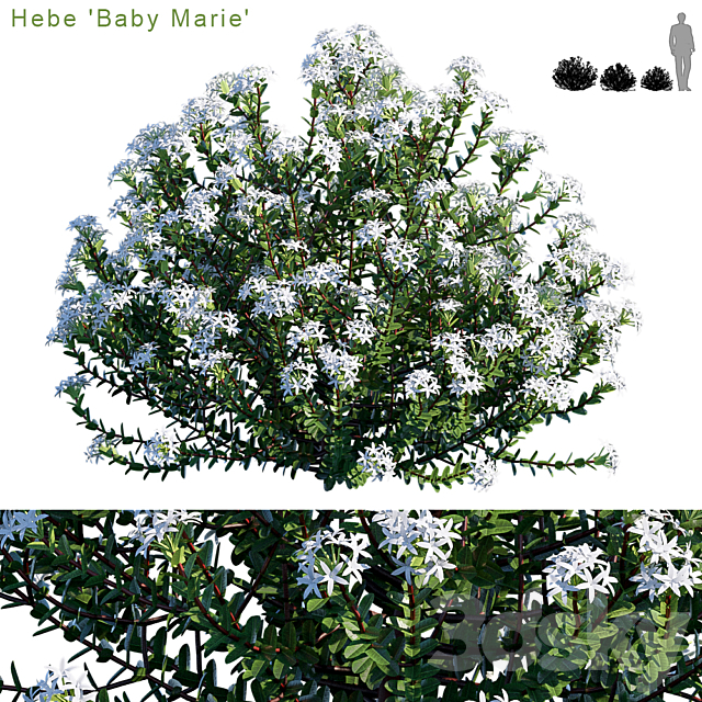 Hebe baby marie 3ds Max - thumbnail 1