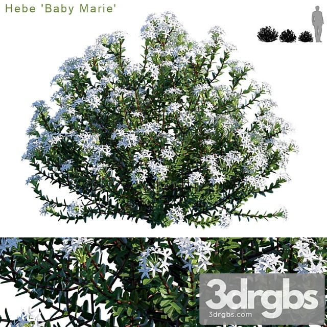 Hebe baby marie - thumbnail 1