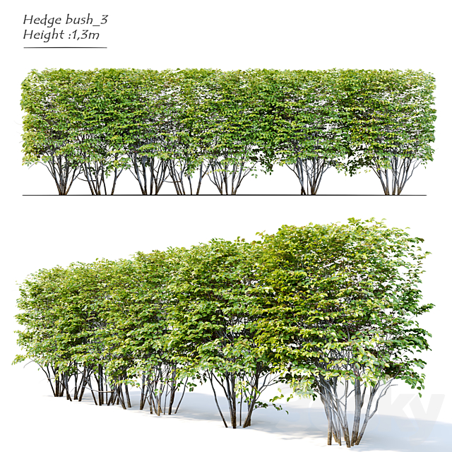 Hedge bush_3 3ds Max - thumbnail 1