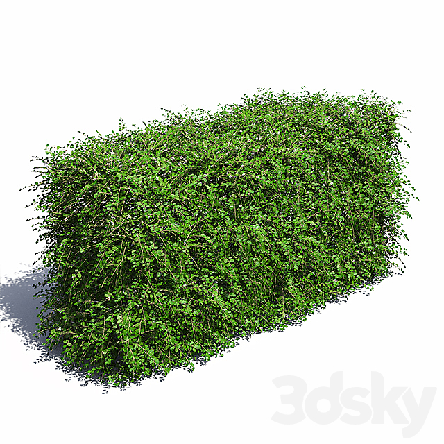 Hedge. Cotoneaster. 3DSMax File - thumbnail 1