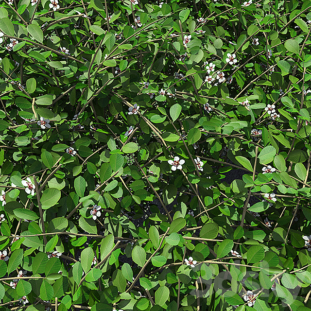 Hedge. Cotoneaster. 3DSMax File - thumbnail 2