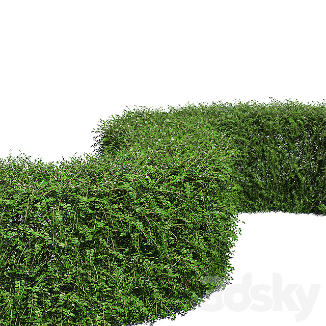 Hedge. Cotoneaster. 3DSMax File - thumbnail 3