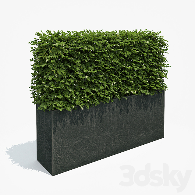 Hedge in black plantere 3DSMax File - thumbnail 1
