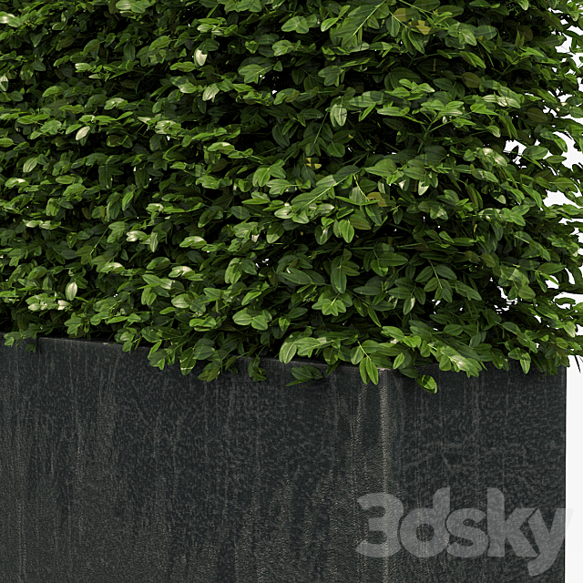 Hedge in black plantere 3DSMax File - thumbnail 2