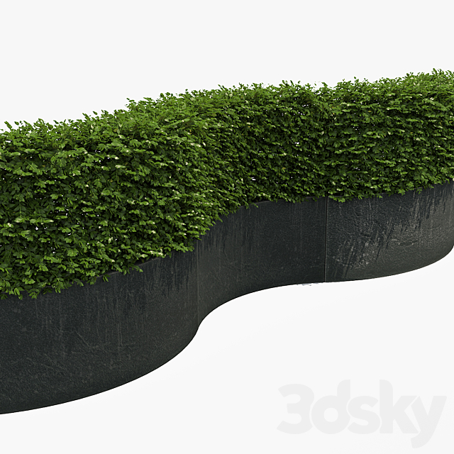 Hedge in black plantere 3DSMax File - thumbnail 3