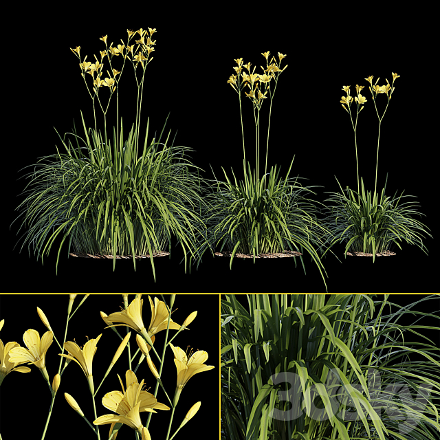 Hemerocallis 3ds Max - thumbnail 1