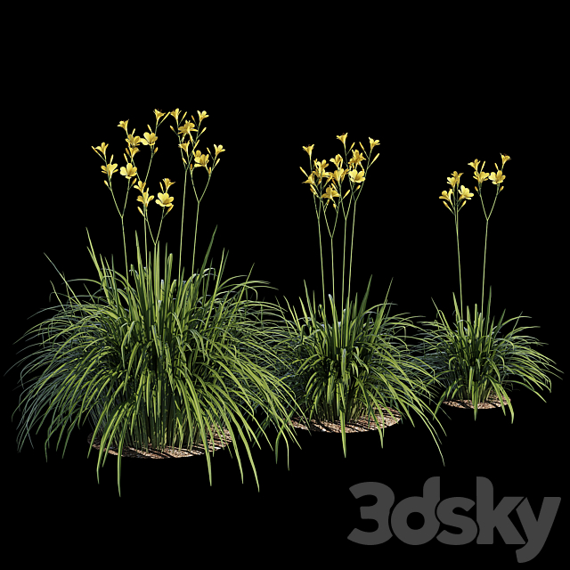 Hemerocallis 3ds Max - thumbnail 2