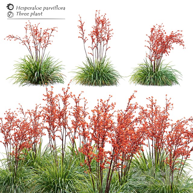 Hesperaloe Parviflora 3dsmax Download - thumbnail 1