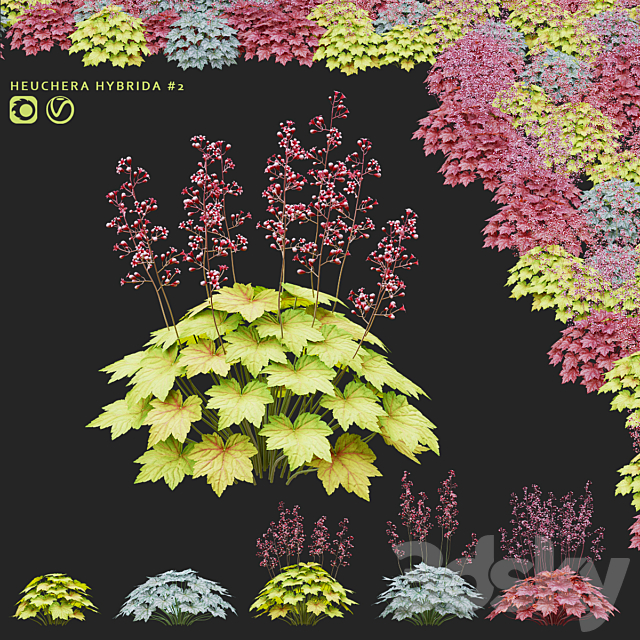 Heuchera hybrid flowers | Heuchera hybrida #2 3ds Max - thumbnail 1