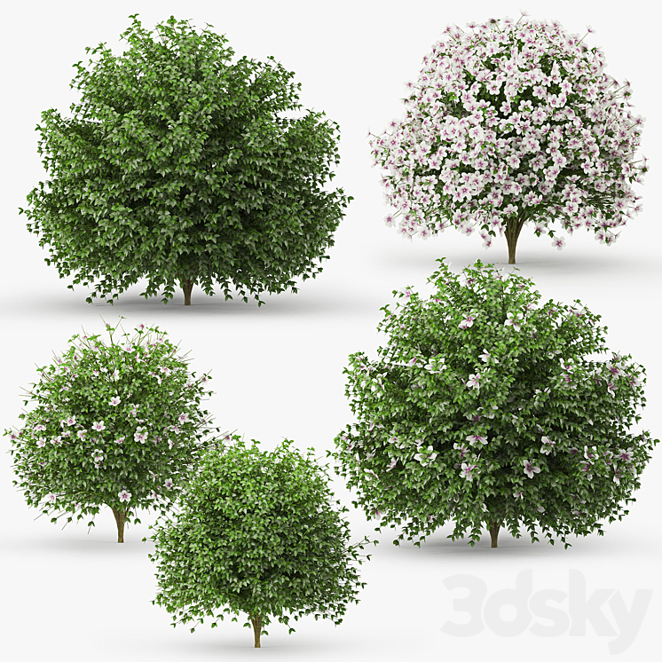 Hibiscus bush 3DS Max - thumbnail 1