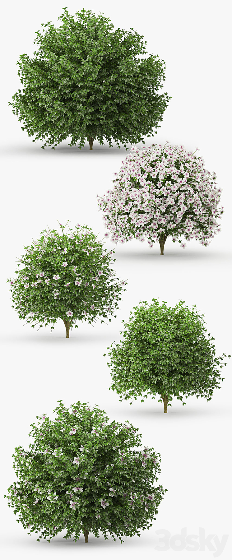 Hibiscus bush 3DS Max - thumbnail 2