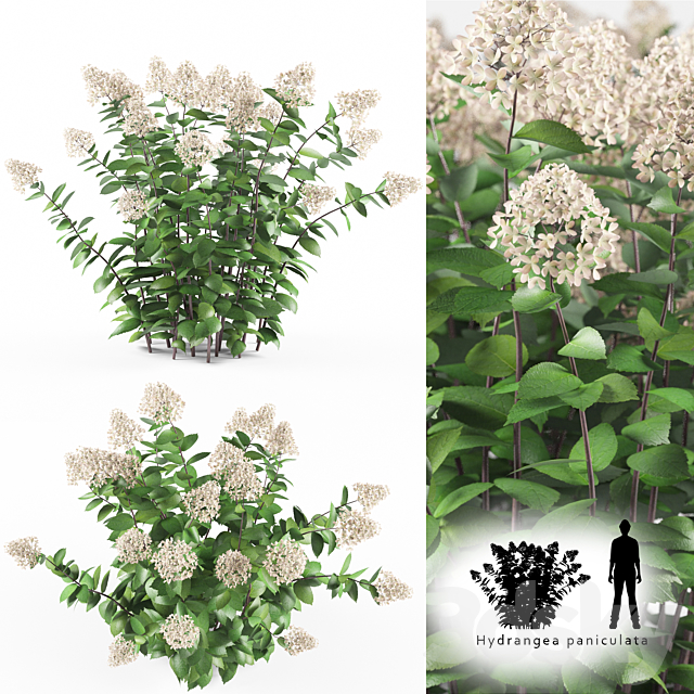 Hortense Hortel | Hydrangea paniculat 3DS Max Model - thumbnail 1