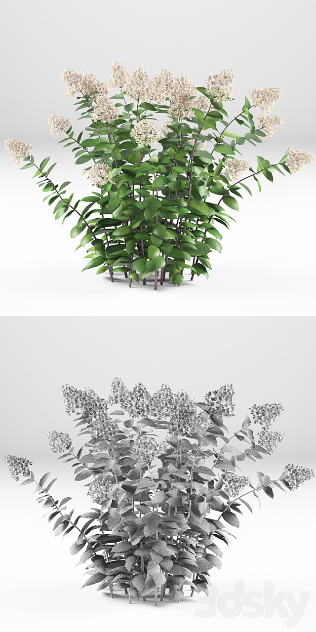 Hortense Hortel | Hydrangea paniculat 3DS Max Model - thumbnail 3