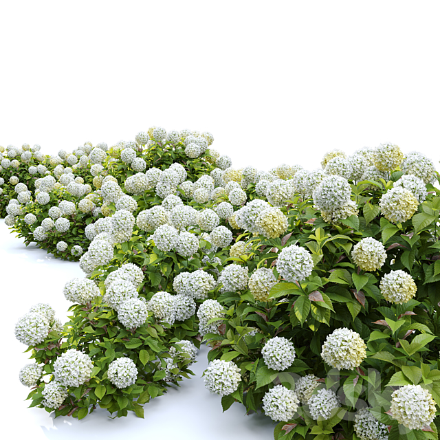 Hydrangea 02 3ds Max - thumbnail 3