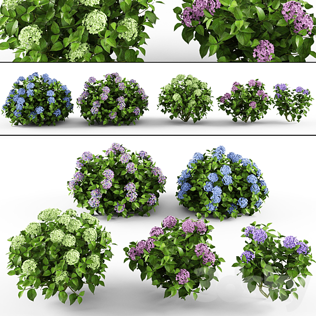 Hydrangea 3DS Max Model - thumbnail 1