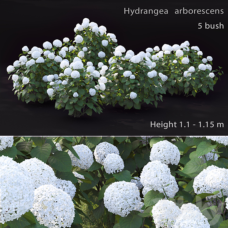 Hydrangea arborescens 3DS Max - thumbnail 1