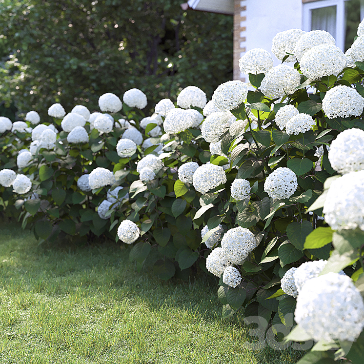 Hydrangea arborescens 3DS Max - thumbnail 2