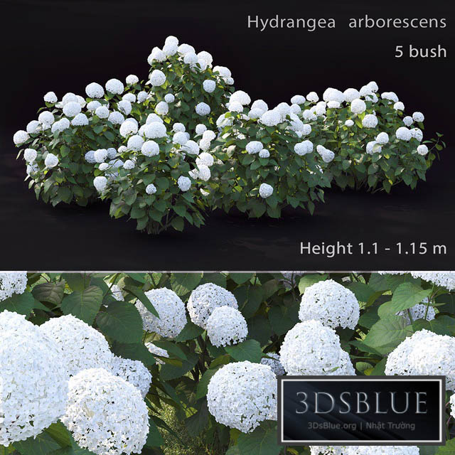 Hydrangea arborescens 3DS Max - thumbnail 3