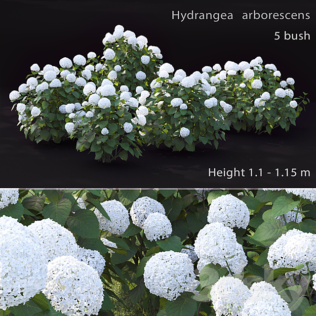 Hydrangea arborescens 3DSMax File - thumbnail 1
