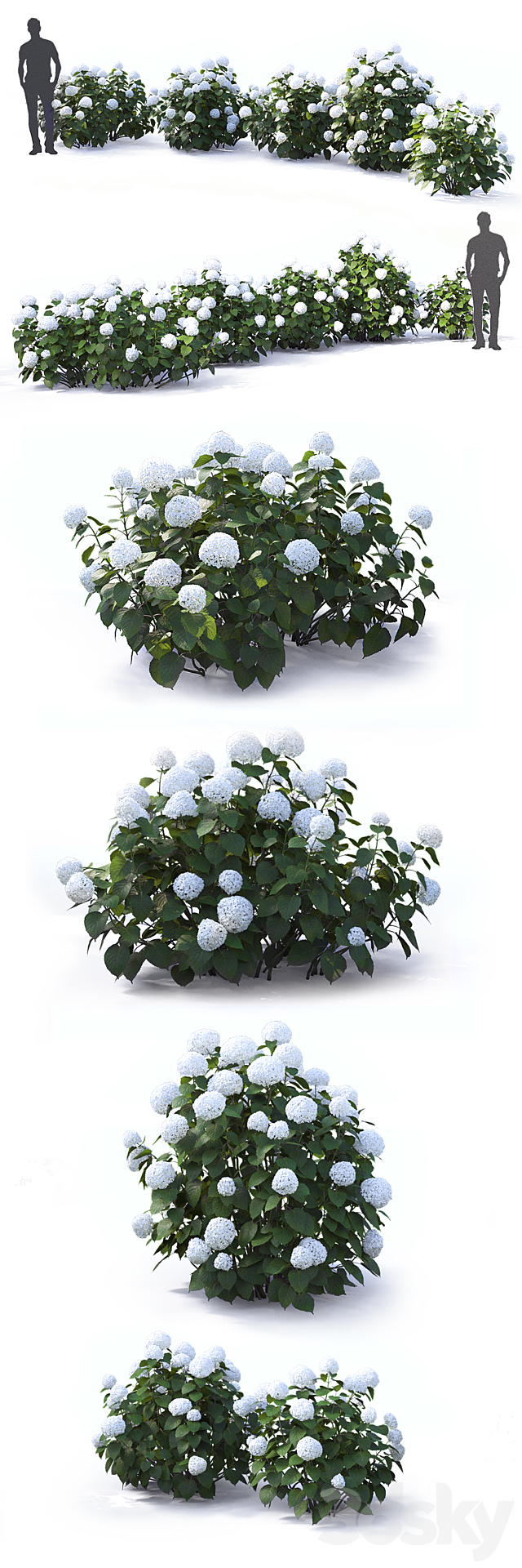Hydrangea arborescens 3DSMax File - thumbnail 3