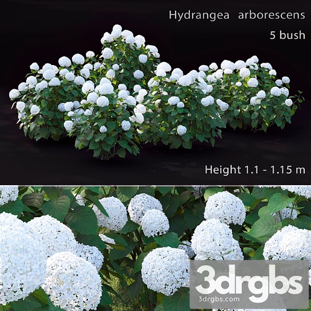 Hydrangea arborescens - thumbnail 1