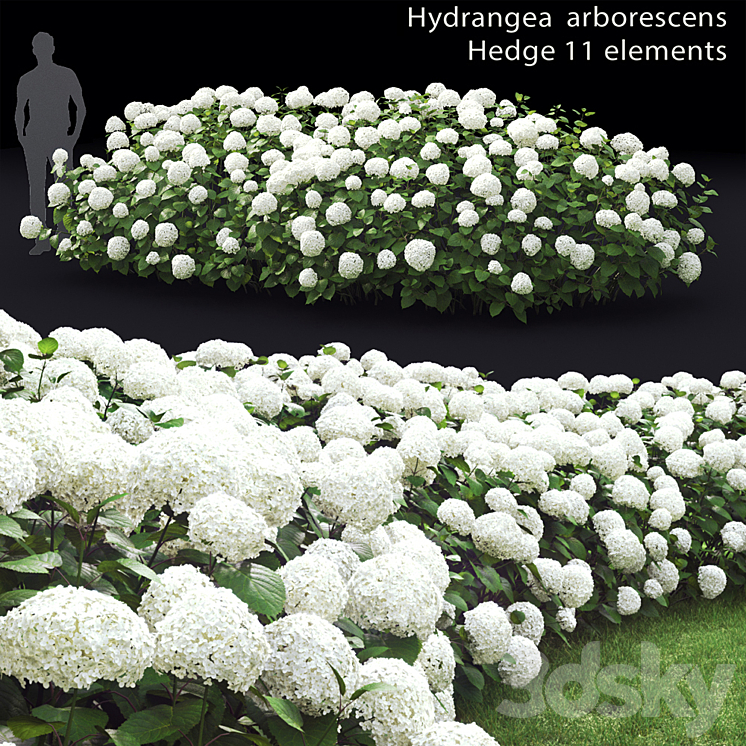 Hydrangea arborescens hedge 3DS Max - thumbnail 1