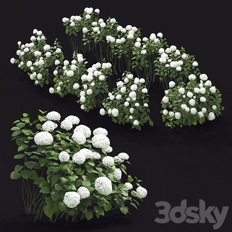 Hydrangea arborescens hedge 3DS Max - thumbnail 2