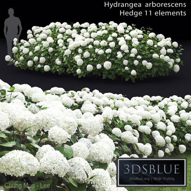 Hydrangea arborescens hedge 3DS Max - thumbnail 3