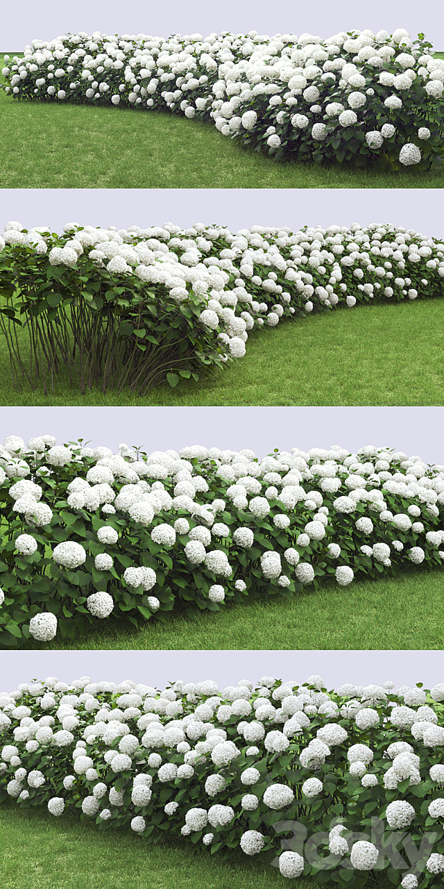 Hydrangea arborescens hedge 3DSMax File - thumbnail 3