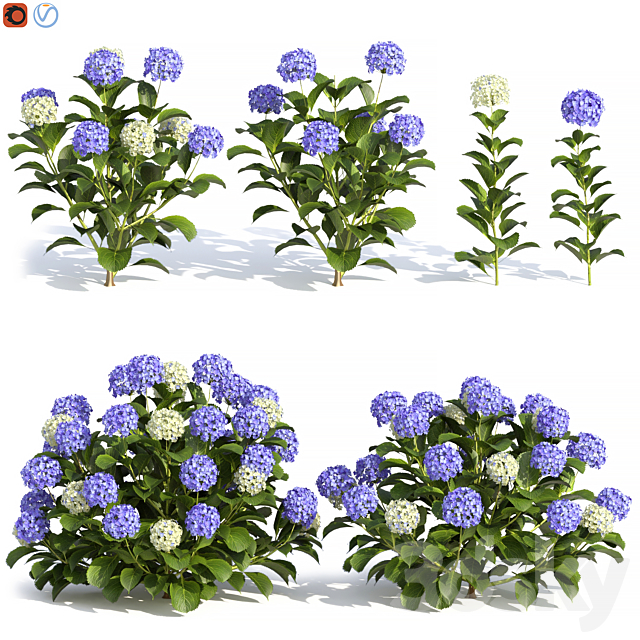 Hydrangea Flowers 3ds Max - thumbnail 1