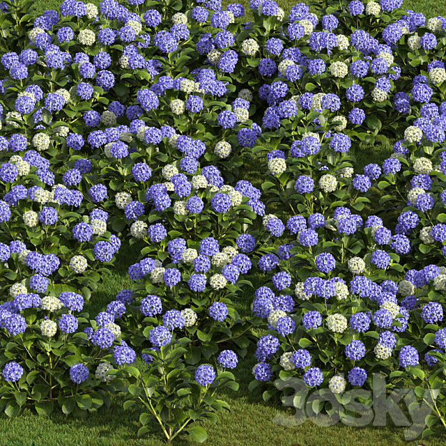 Hydrangea Flowers 3ds Max - thumbnail 2