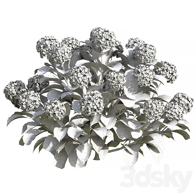 Hydrangea Flowers 3ds Max - thumbnail 3