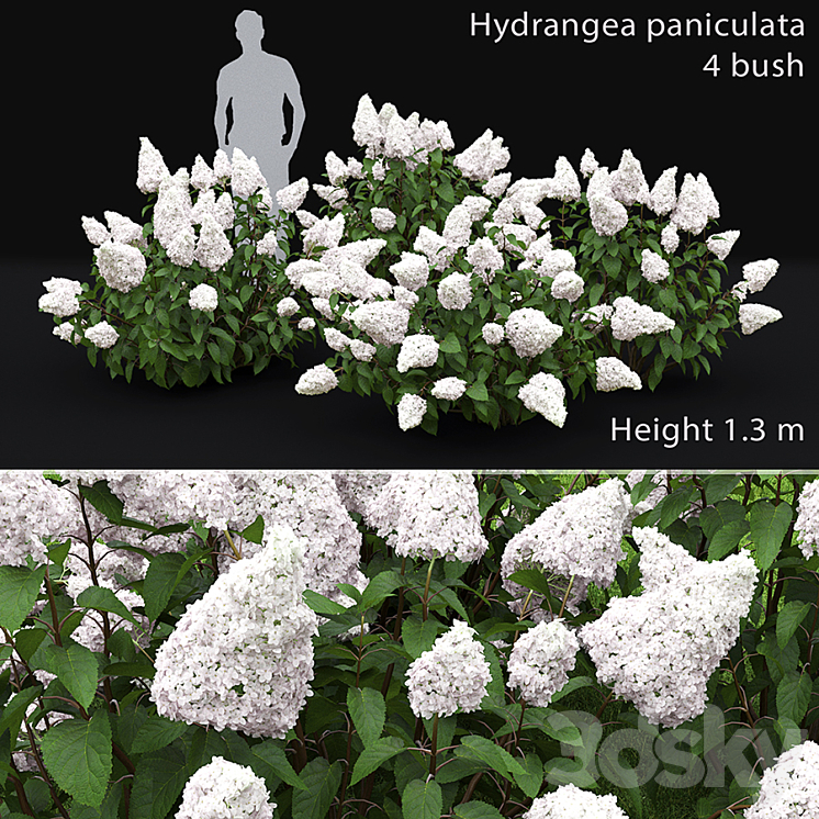 Hydrangea Paniculata 3DS Max - thumbnail 1