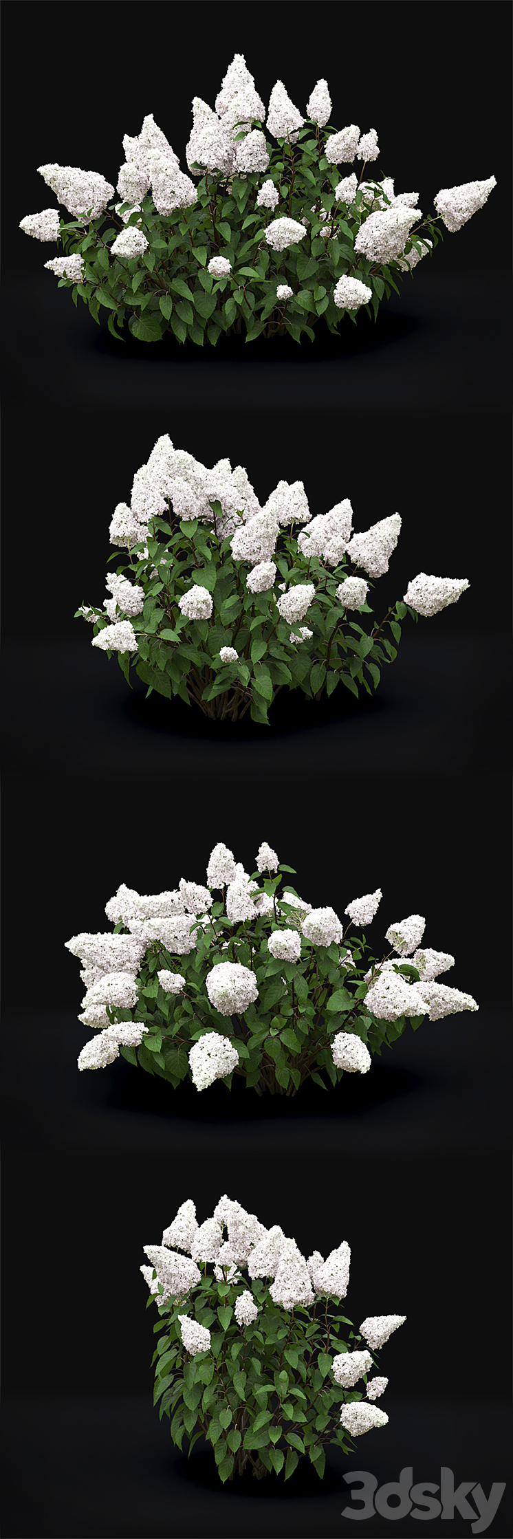 Hydrangea Paniculata 3DS Max - thumbnail 2