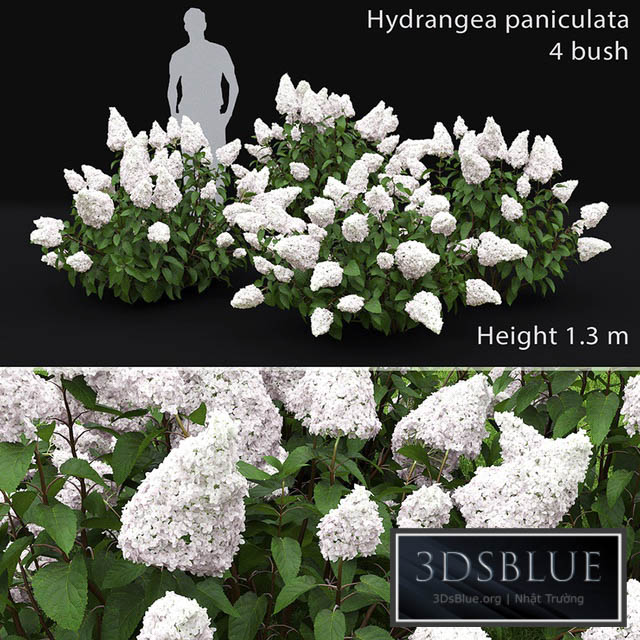 Hydrangea Paniculata 3DS Max - thumbnail 3