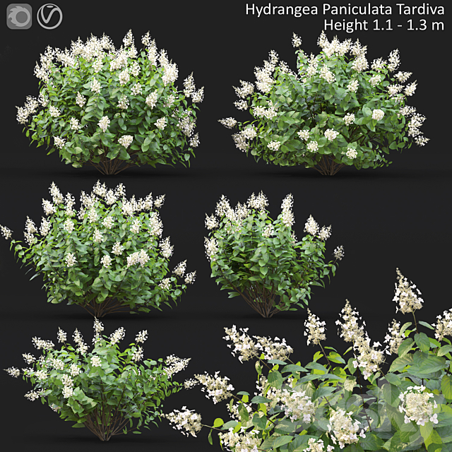 Hydrangea Paniculata 3ds Max - thumbnail 1