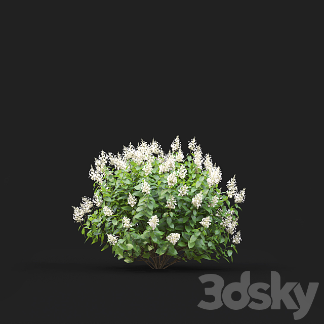 Hydrangea Paniculata 3ds Max - thumbnail 3