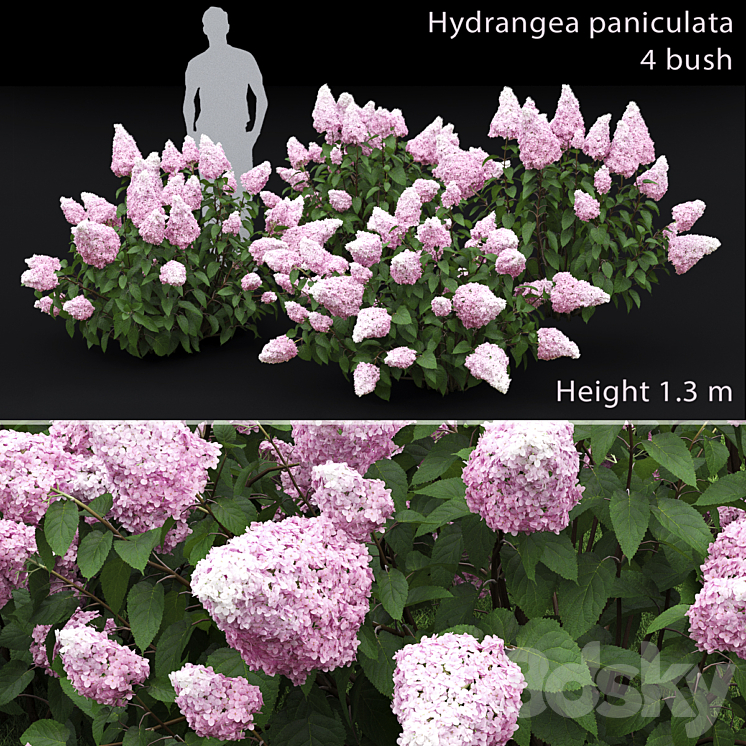 Hydrangea paniculata 3DS Max - thumbnail 1