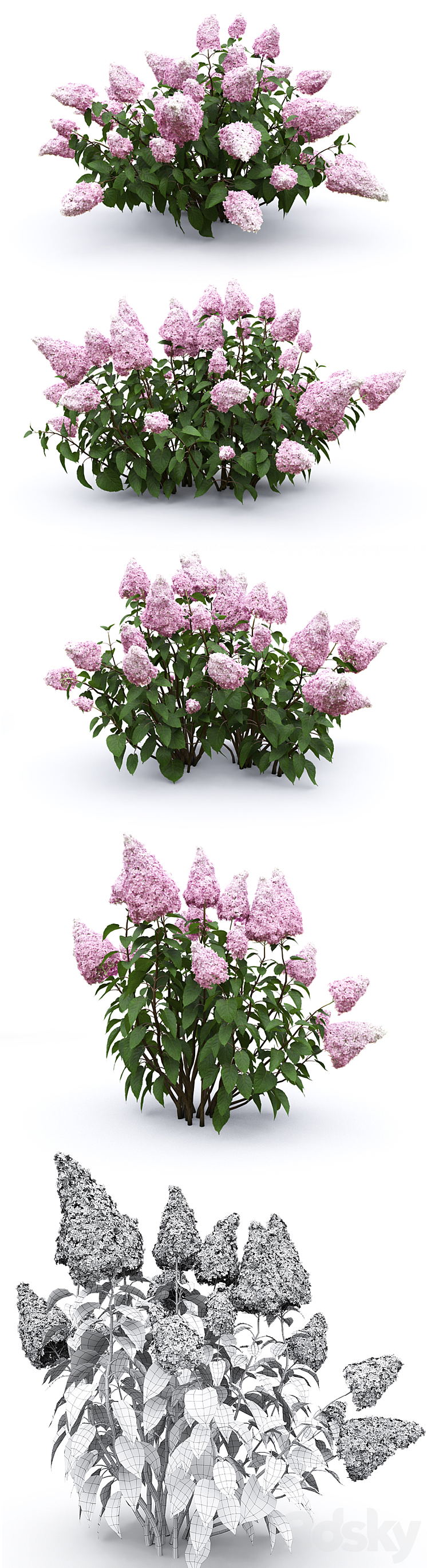 Hydrangea paniculata 3DS Max - thumbnail 2