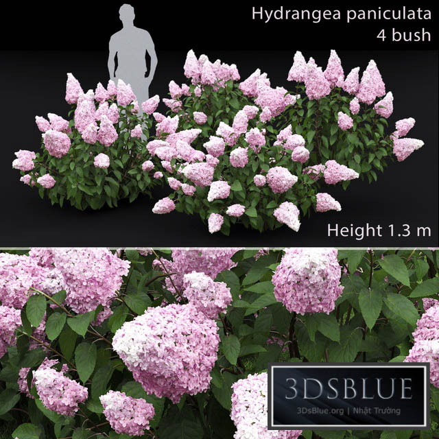 Hydrangea paniculata 3DS Max - thumbnail 3