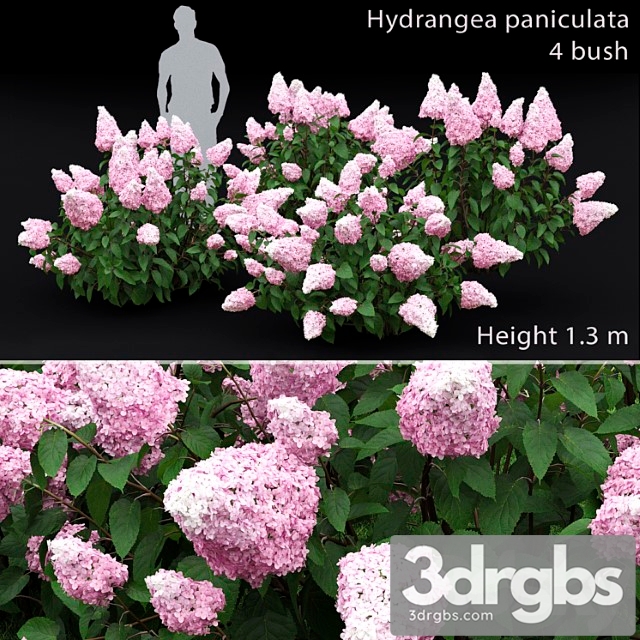 Hydrangea paniculata - thumbnail 1