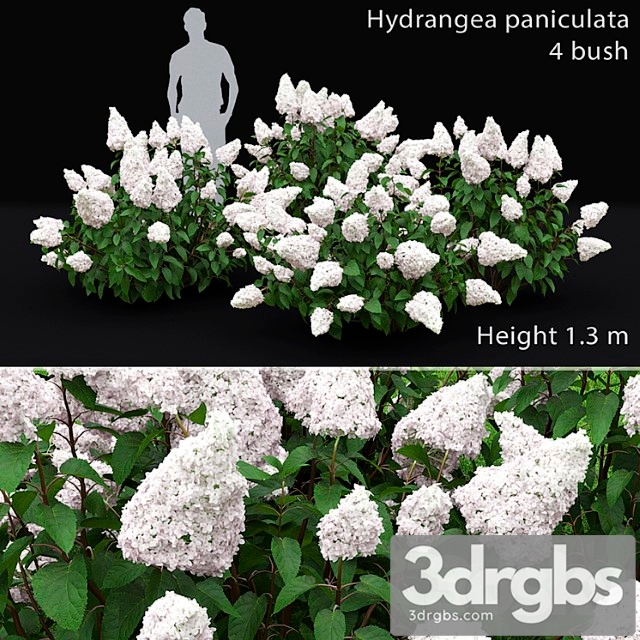 Hydrangea paniculata_1 - thumbnail 1