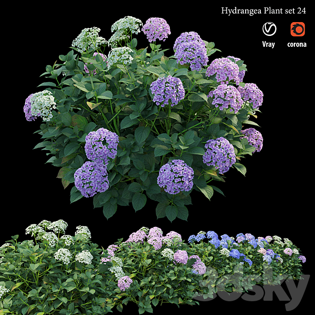 Hydrangea Plant set 24 3DSMax File - thumbnail 1