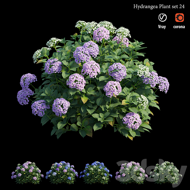 Hydrangea Plant set 24 3DSMax File - thumbnail 2