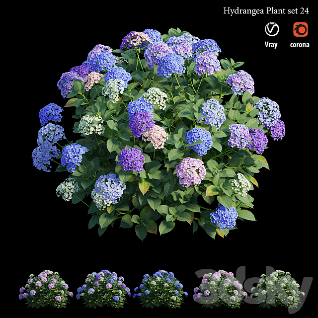 Hydrangea Plant set 24 3DSMax File - thumbnail 3