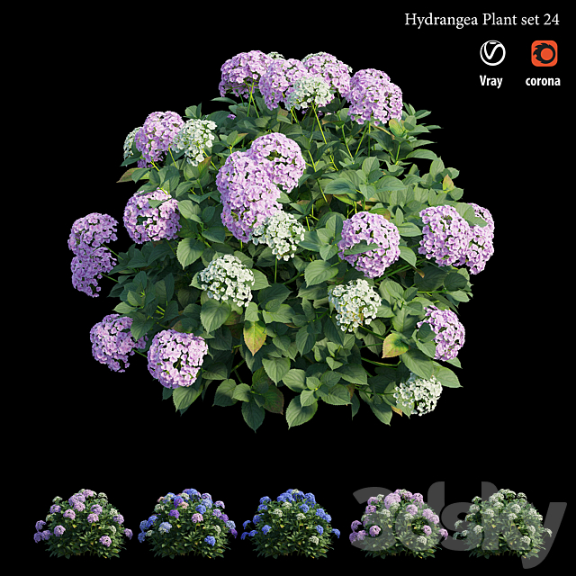 Hydrangea Plant set 24 3DSMax File - thumbnail 5