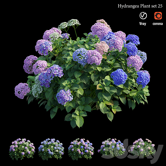 Hydrangea Plant set 25 3DS Max Model - thumbnail 4