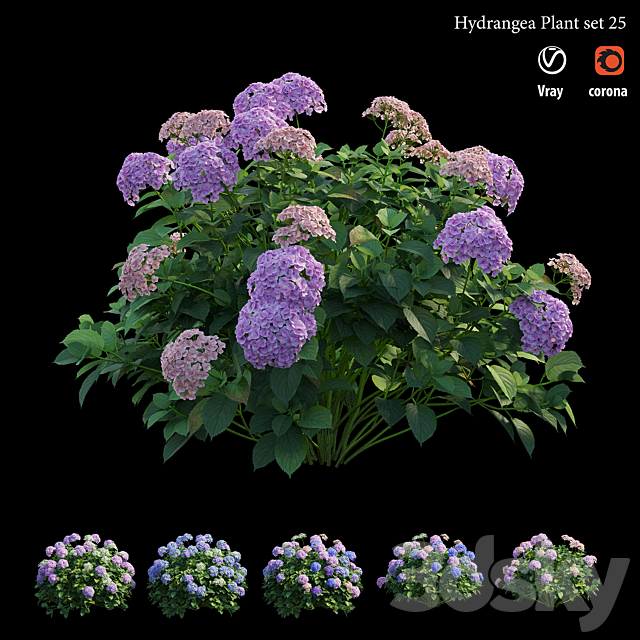 Hydrangea Plant set 25 3DS Max Model - thumbnail 5