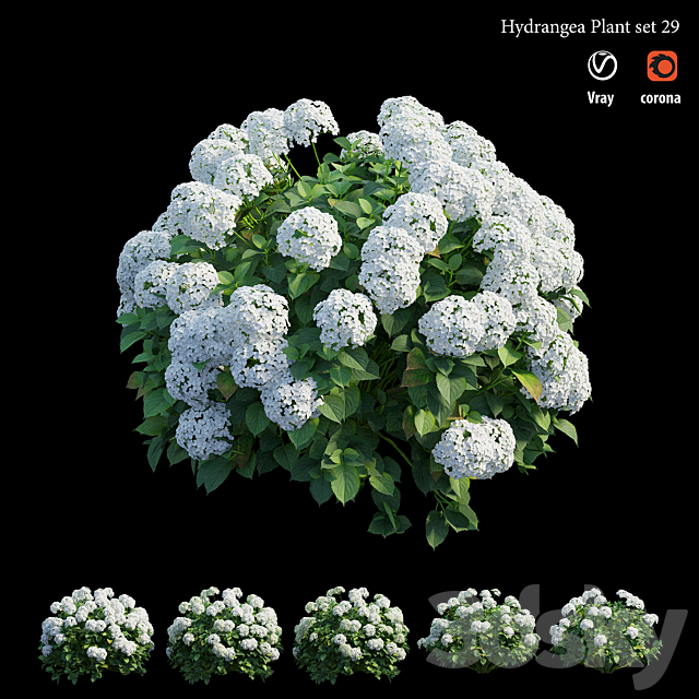 Hydrangea Plant set 29 3DS Max Model - thumbnail 2